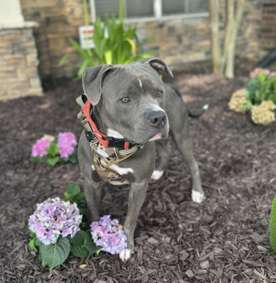 Max, Adoptable, Adult Male American Staffordshire Terrier.