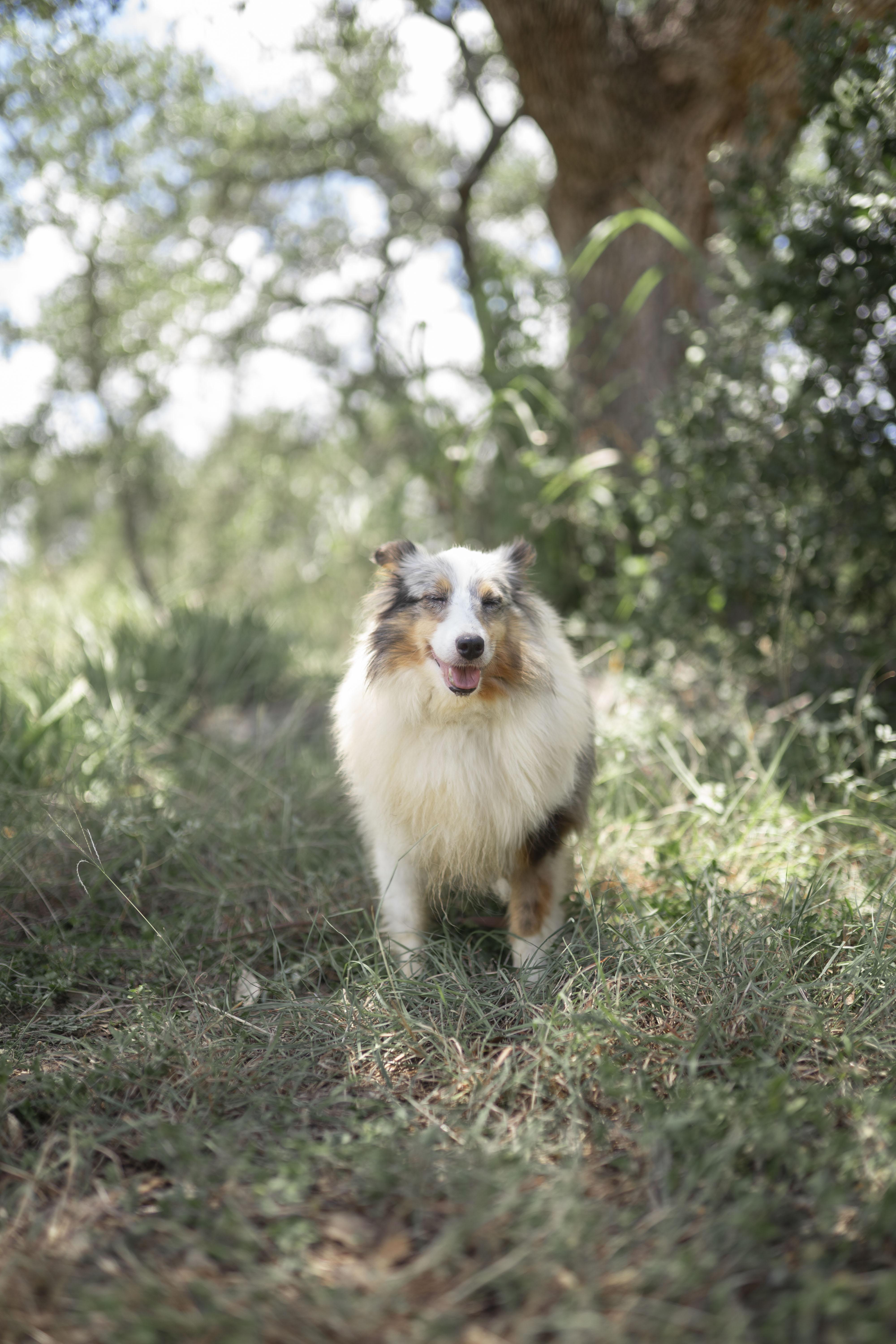 Enlarge Valentine, a Adoptable Shetland Sheepdog / Sheltie in Driftwood, TX image 4/5