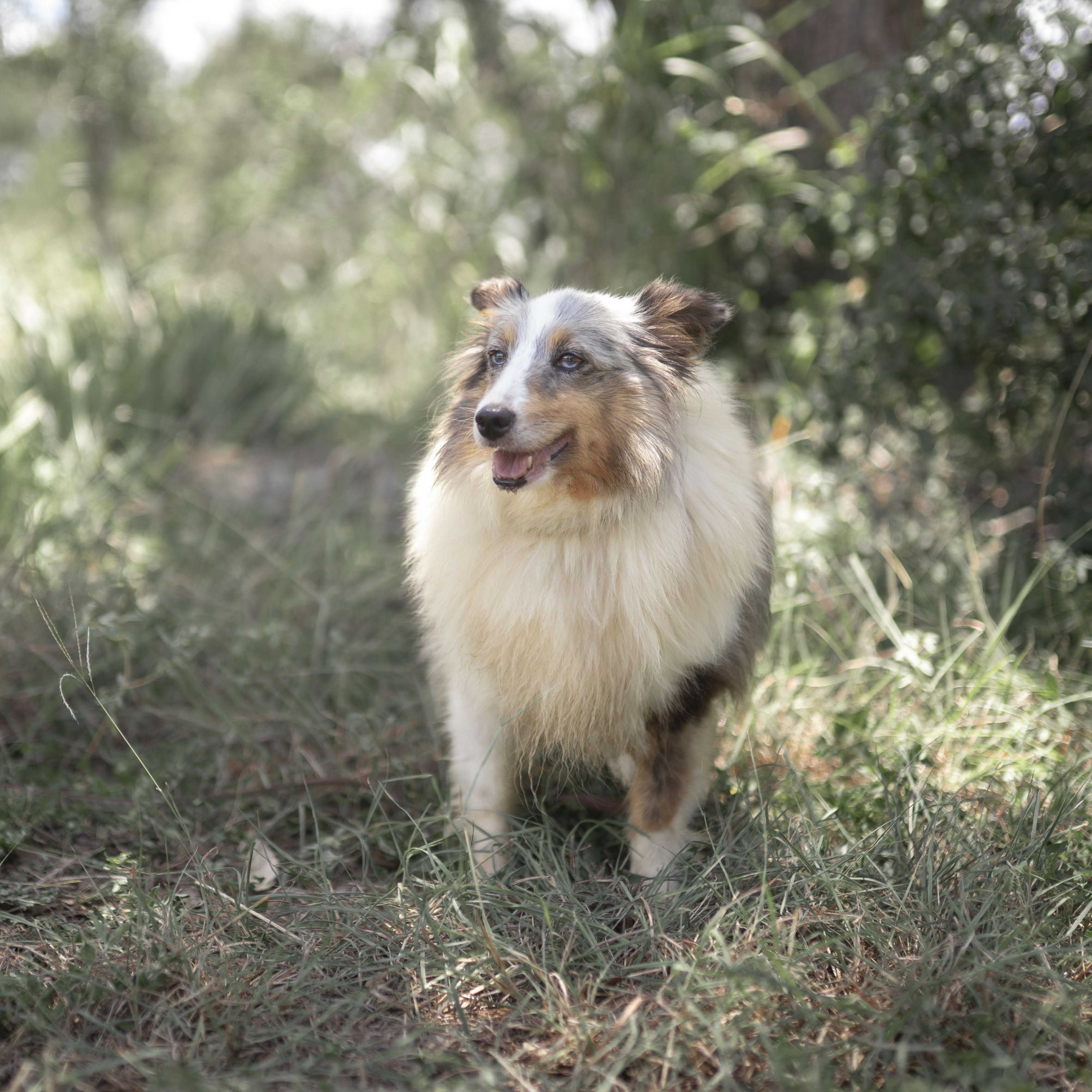Enlarge Valentine, a Adoptable Shetland Sheepdog / Sheltie in Driftwood, TX image 3/5