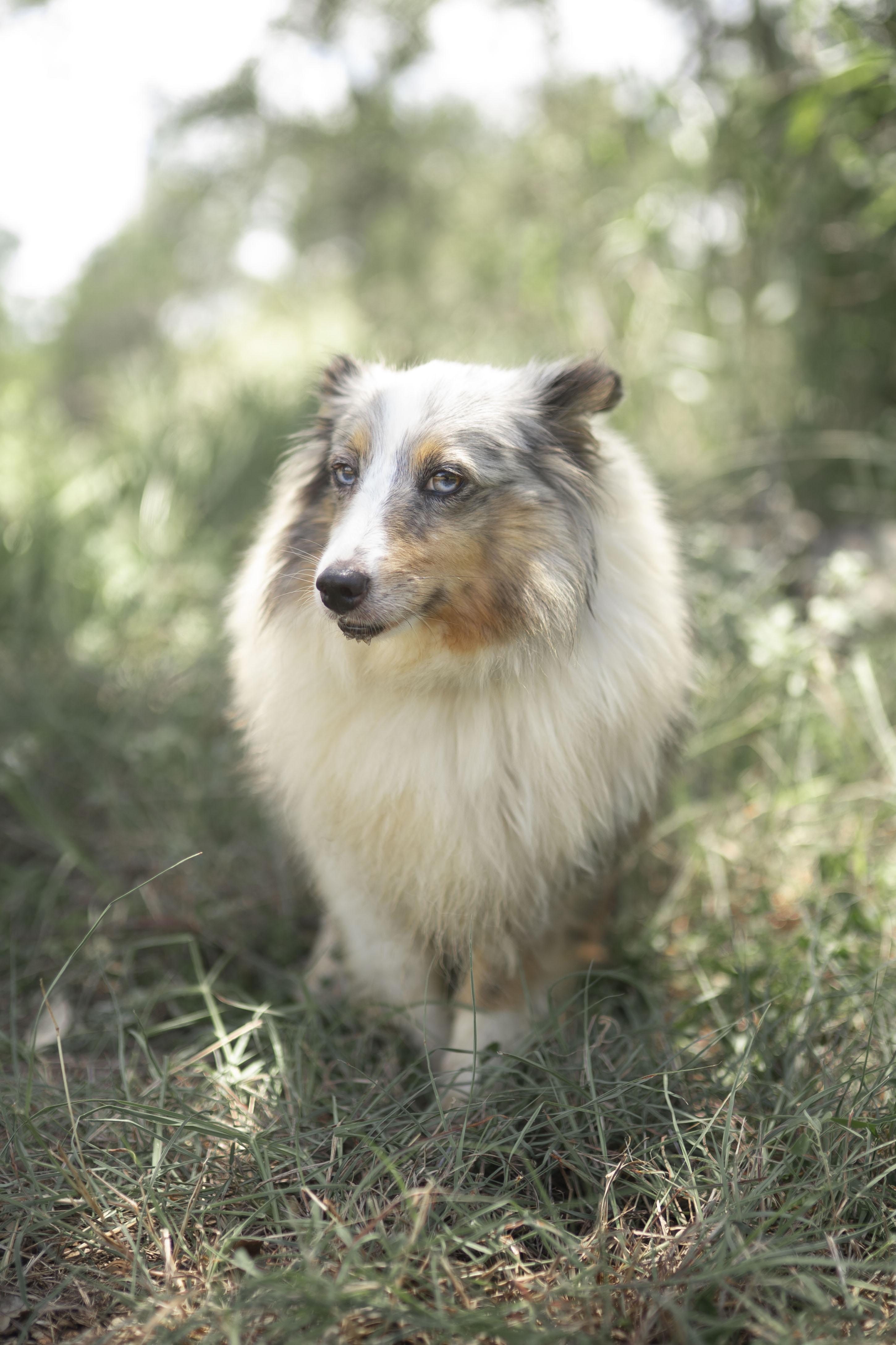 Enlarge Valentine, a Adoptable Shetland Sheepdog / Sheltie in Driftwood, TX image 1/5