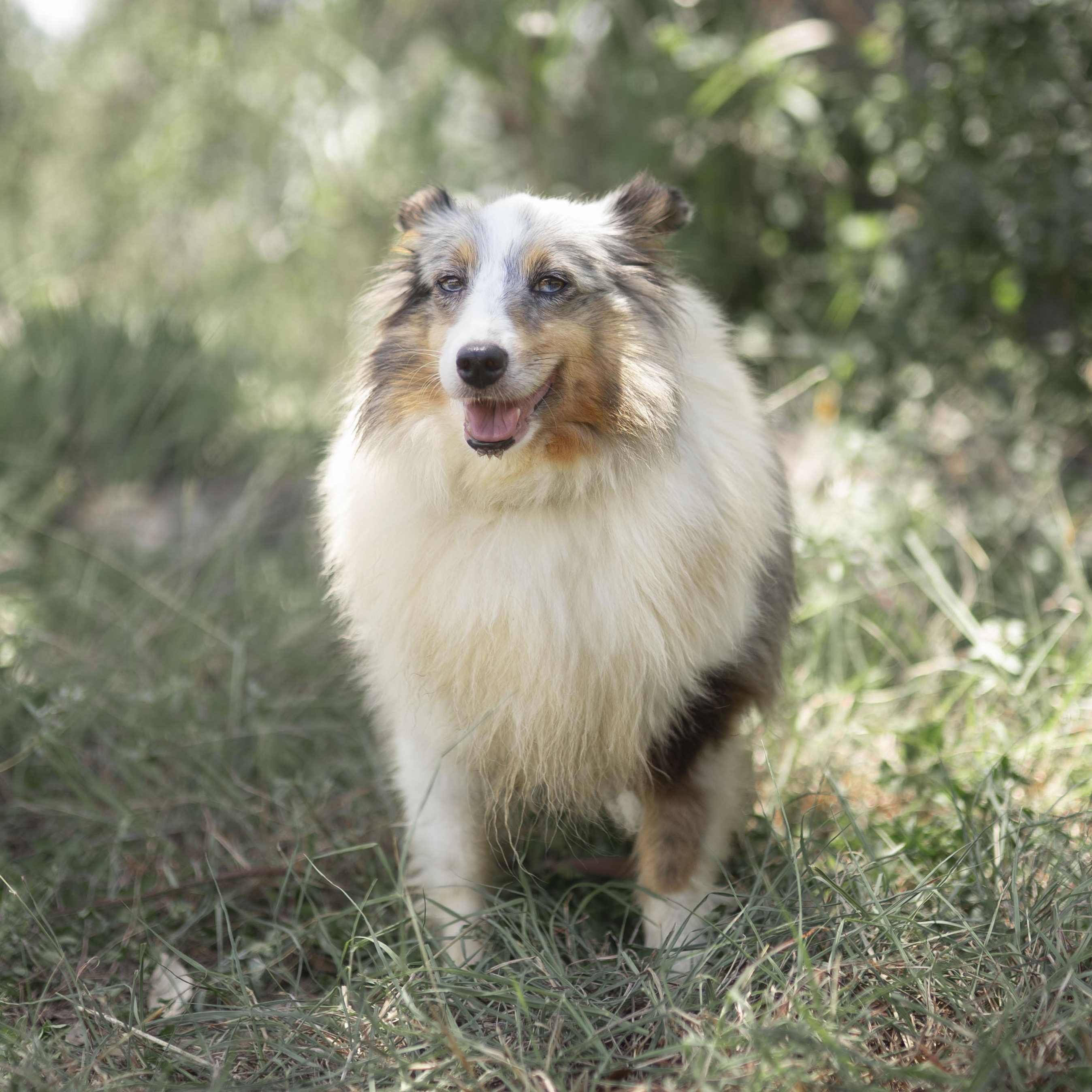 Enlarge Valentine, a Adoptable Shetland Sheepdog / Sheltie in Driftwood, TX image 2/5