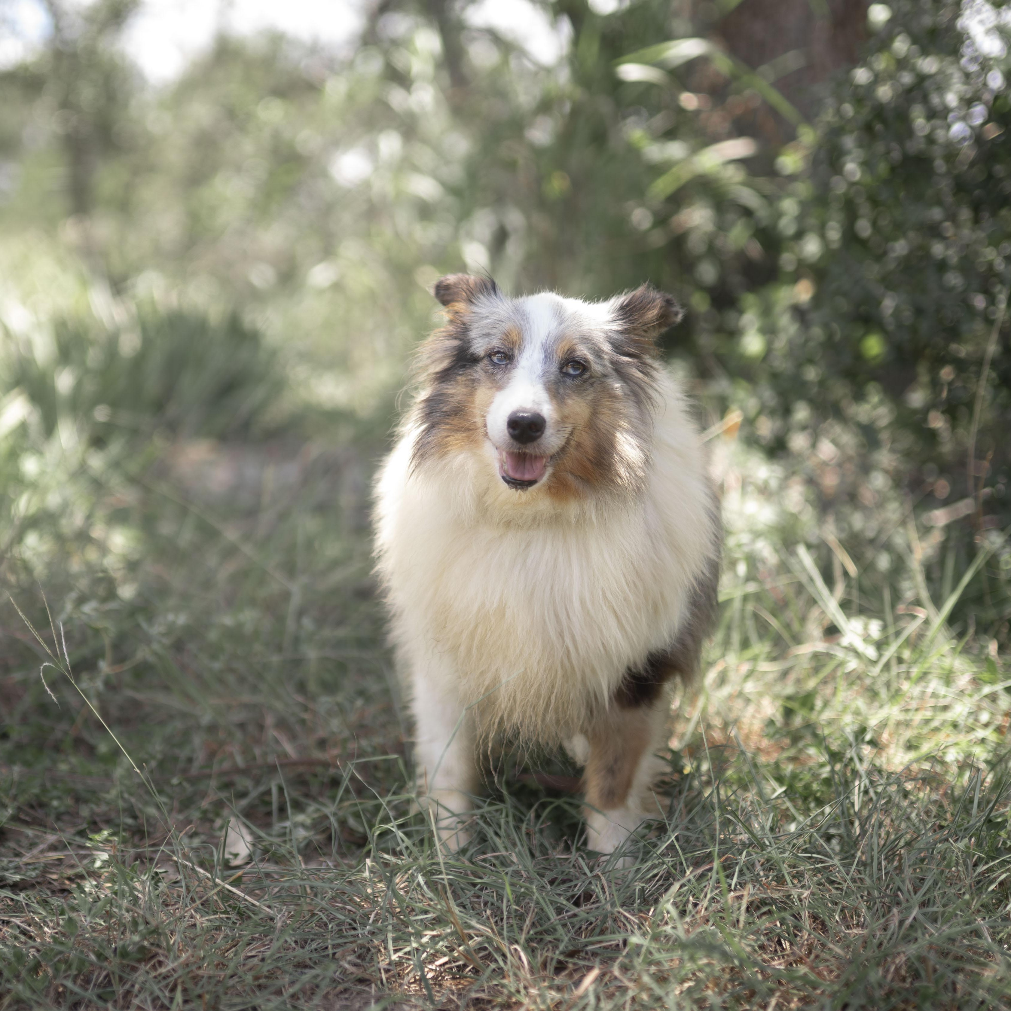 Enlarge Valentine, a Adoptable Shetland Sheepdog / Sheltie in Driftwood, TX image 5/5