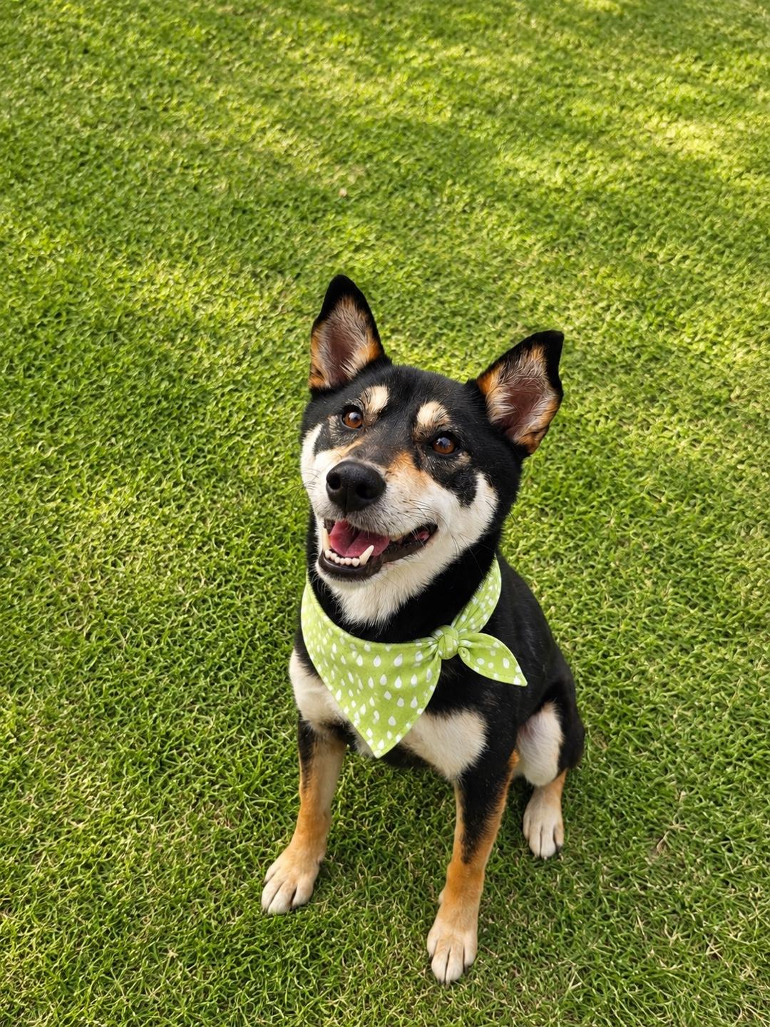 Enlarge SUHO, a ADOPTABLE mixed breed in Duluth, GA image 1/6