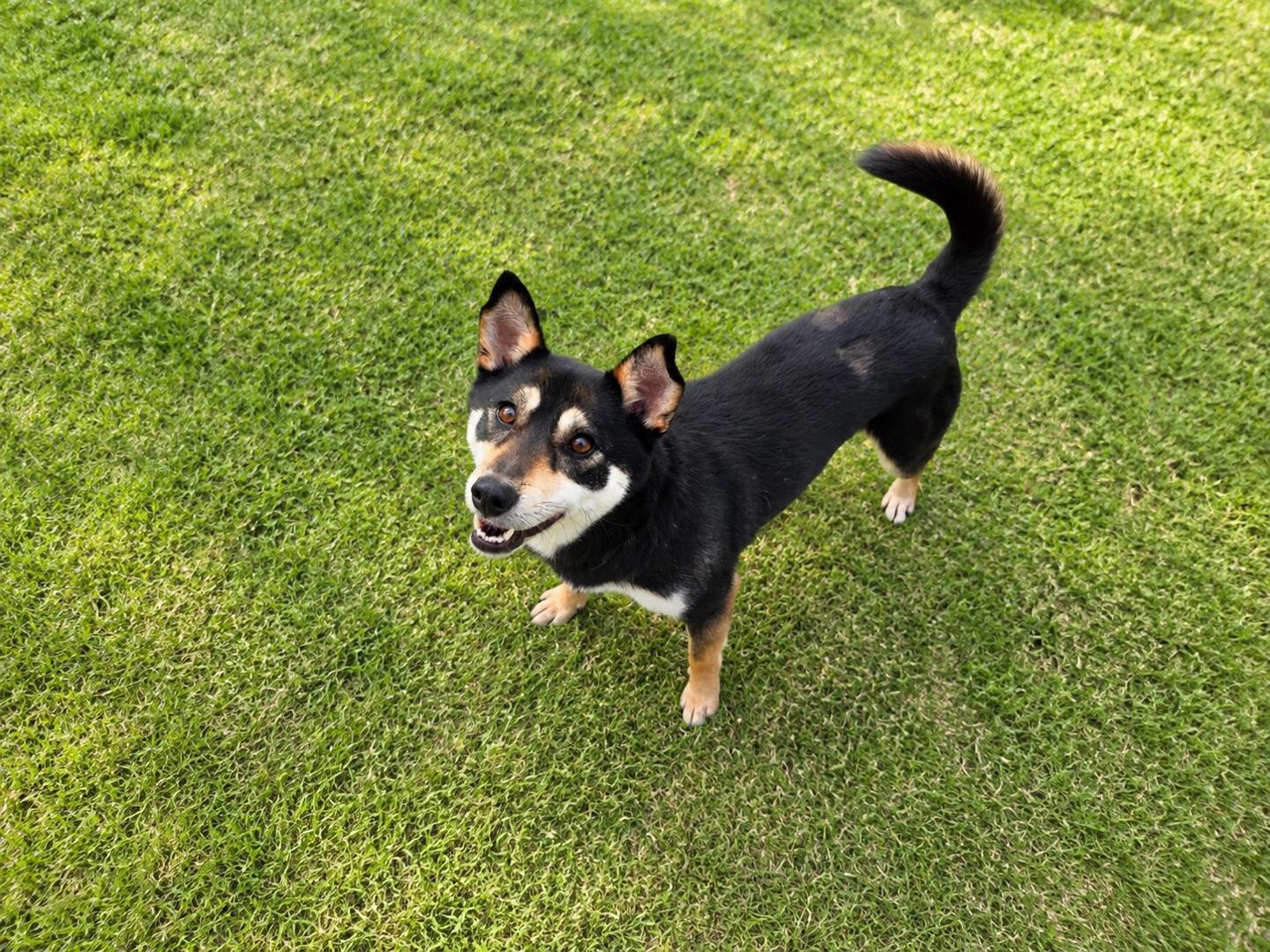 Enlarge SUHO, a ADOPTABLE mixed breed in Duluth, GA image 3/6
