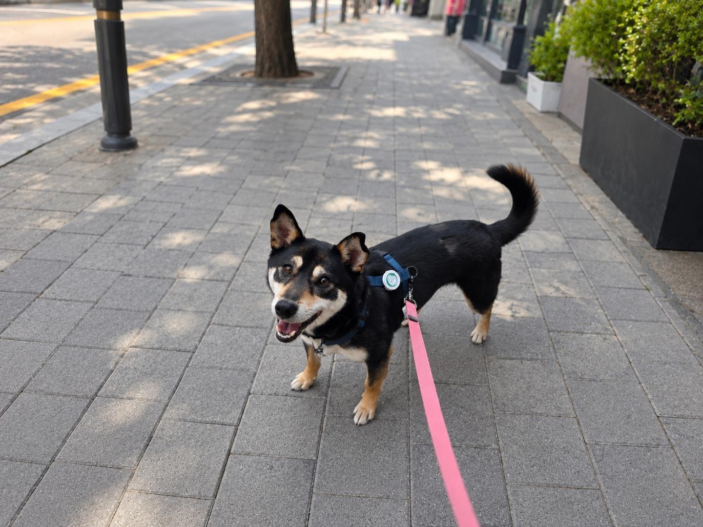 Enlarge SUHO, a ADOPTABLE mixed breed in Duluth, GA image 5/6