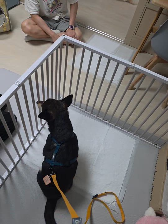 Enlarge SUHO, a ADOPTABLE mixed breed in Duluth, GA video 2/6