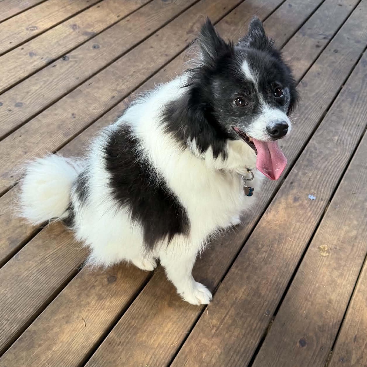 Romeo, ADOPTABLE, Young Male Shetland Sheepdog / Sheltie & Pomeranian.