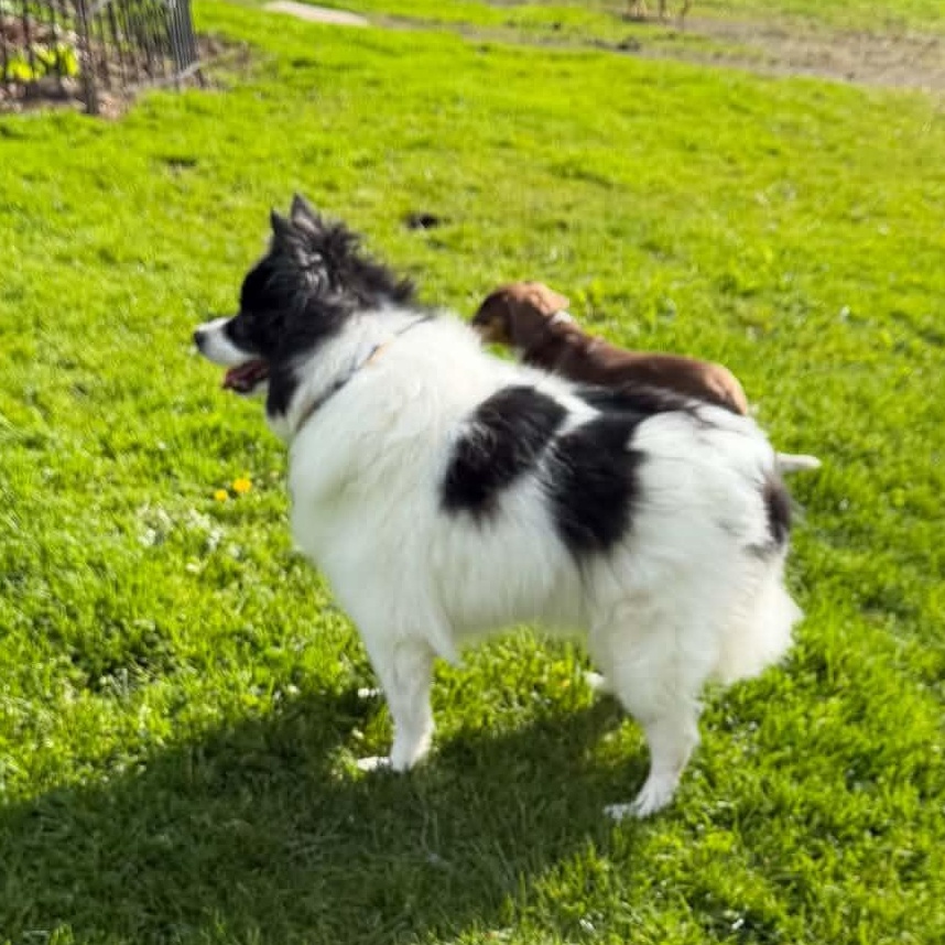 Romeo, a ADOPTABLE mixed breed in Gerry, NY image 2/3