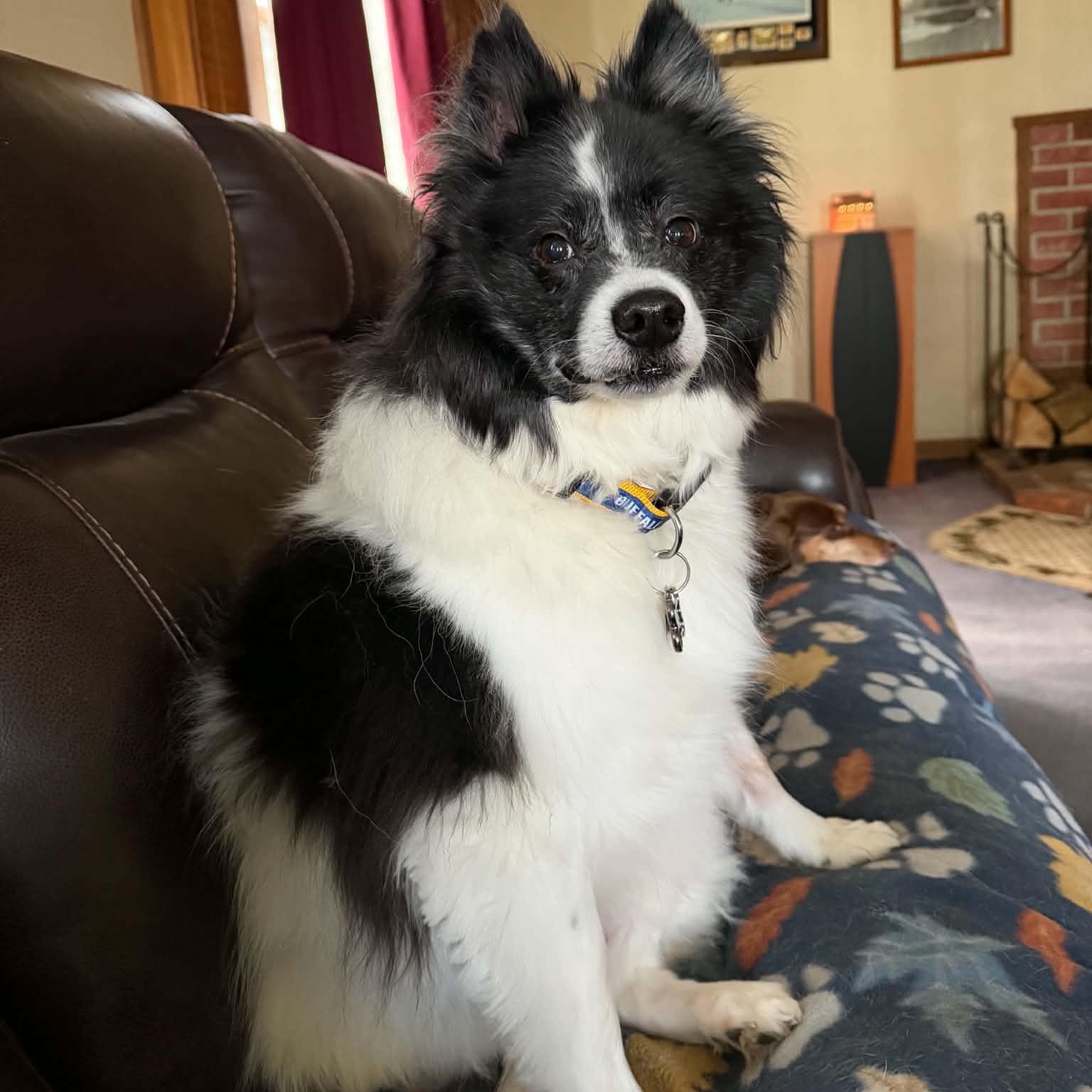Romeo, a ADOPTABLE mixed breed in Gerry, NY image 3/3