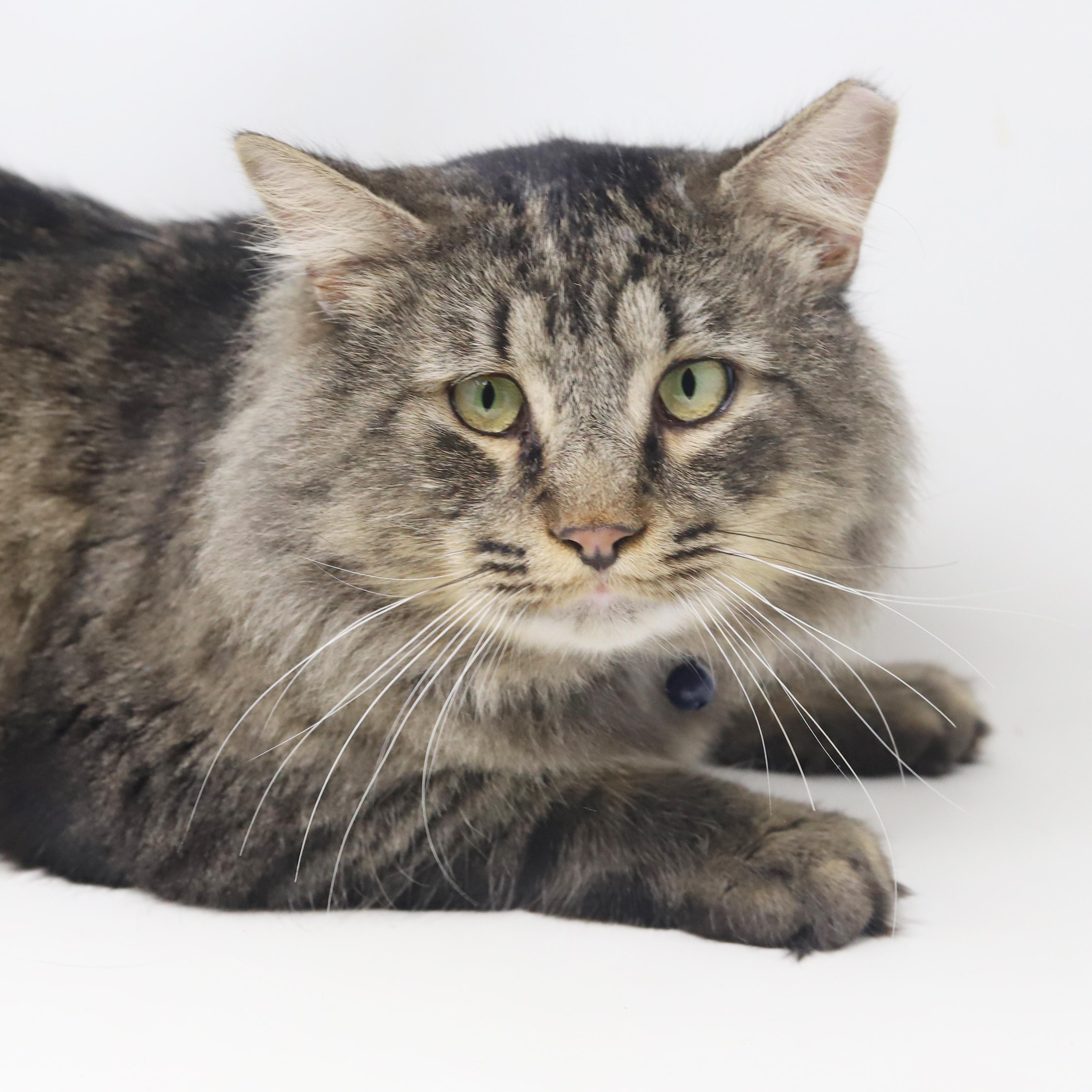 Oscar is our HUGE Cuddlebug Coon mix!  Still growing too!  Bobtail makes him extra adorable!