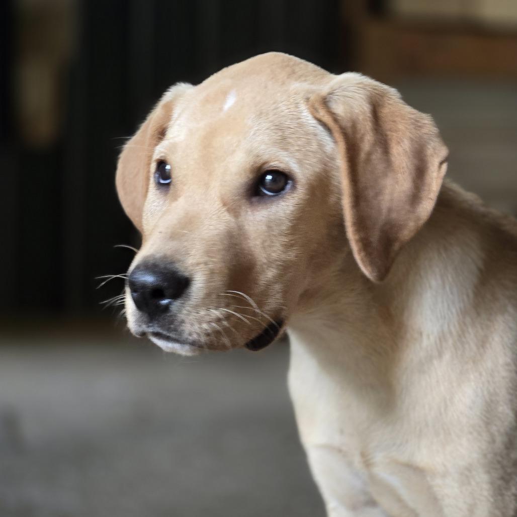 Elvis, Adoptable, Puppy Male Labrador Retriever & Mixed Breed.