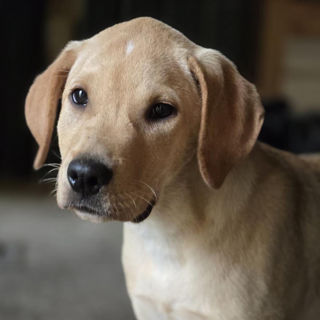 Elvis, a Adoptable mixed breed in Shelby, NC image 2/6