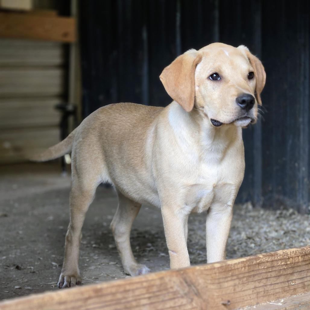 Elvis, a Adoptable mixed breed in Shelby, NC image 3/6