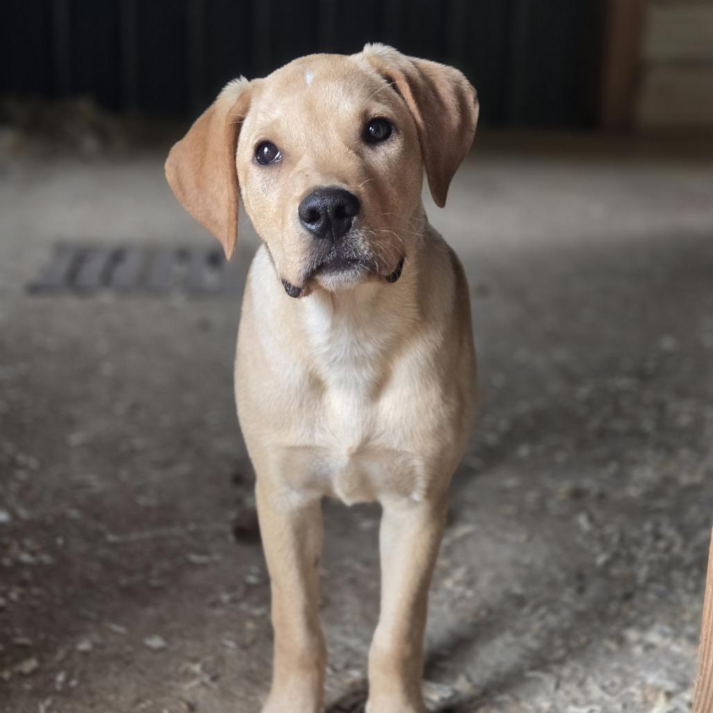 Elvis, a Adoptable mixed breed in Shelby, NC image 4/6