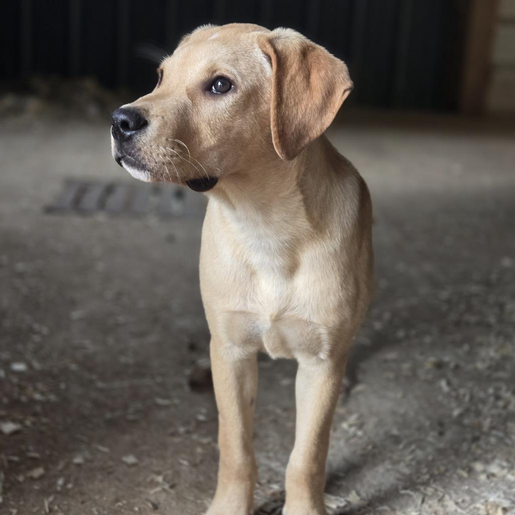 Elvis, a Adoptable mixed breed in Shelby, NC image 5/6