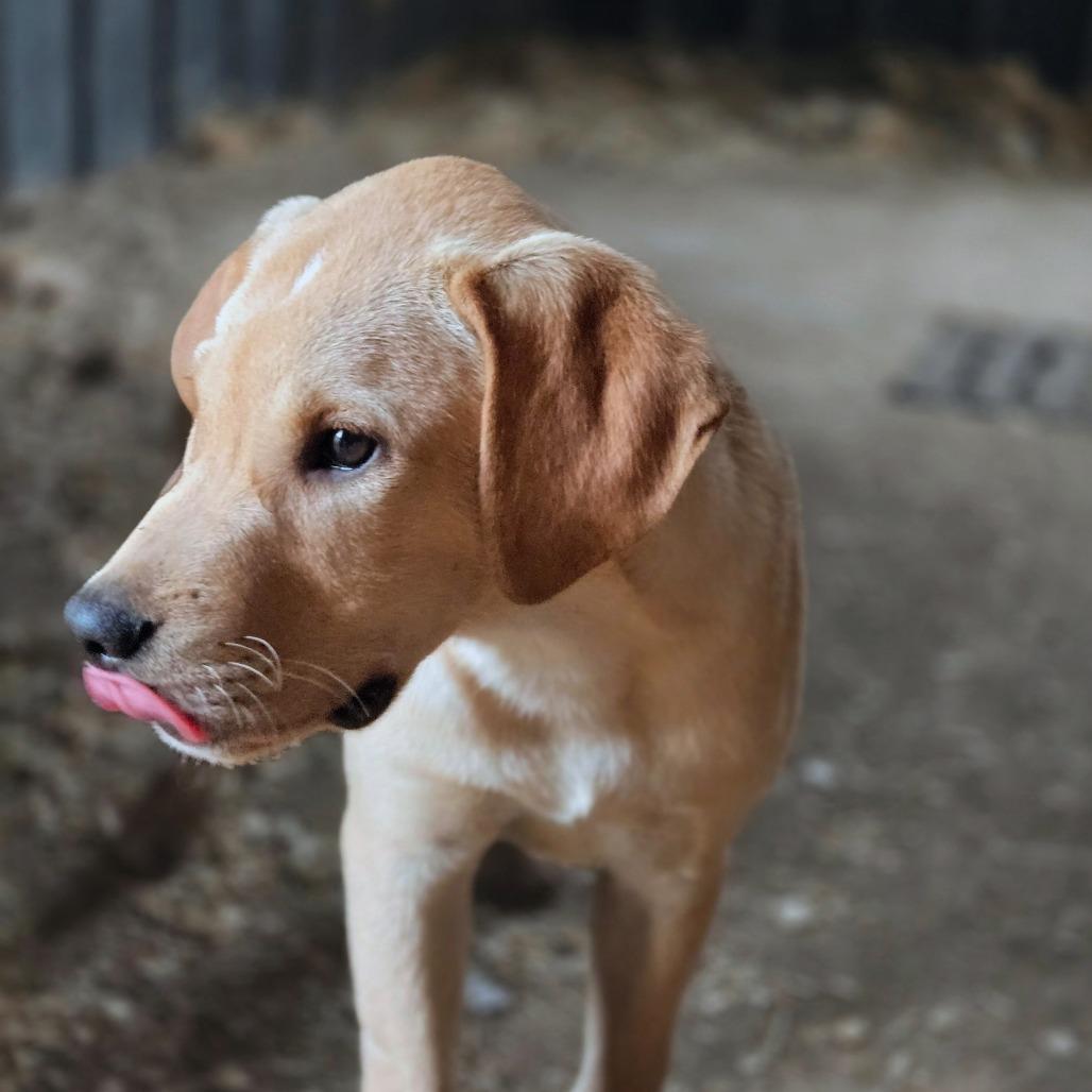 Elvis, a Adoptable mixed breed in Shelby, NC image 6/6