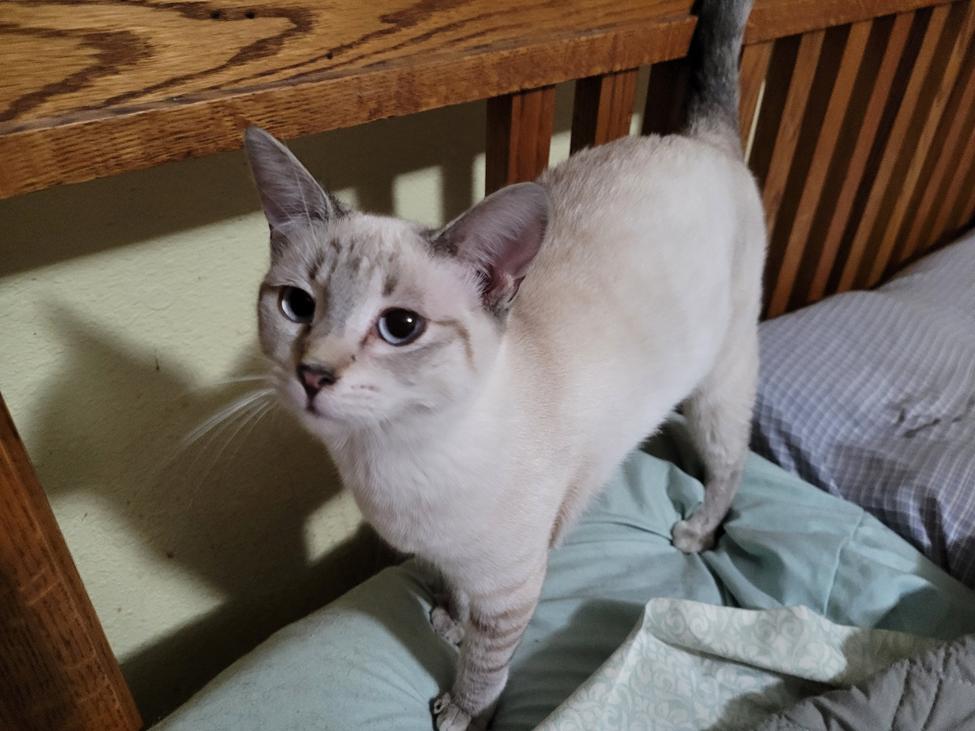 Sugar, Adopted, Adult Female Domestic Short Hair & Siamese.