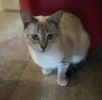 Enlarge Sugar, a Adopted mixed breed in Toledo, OR image 2/2