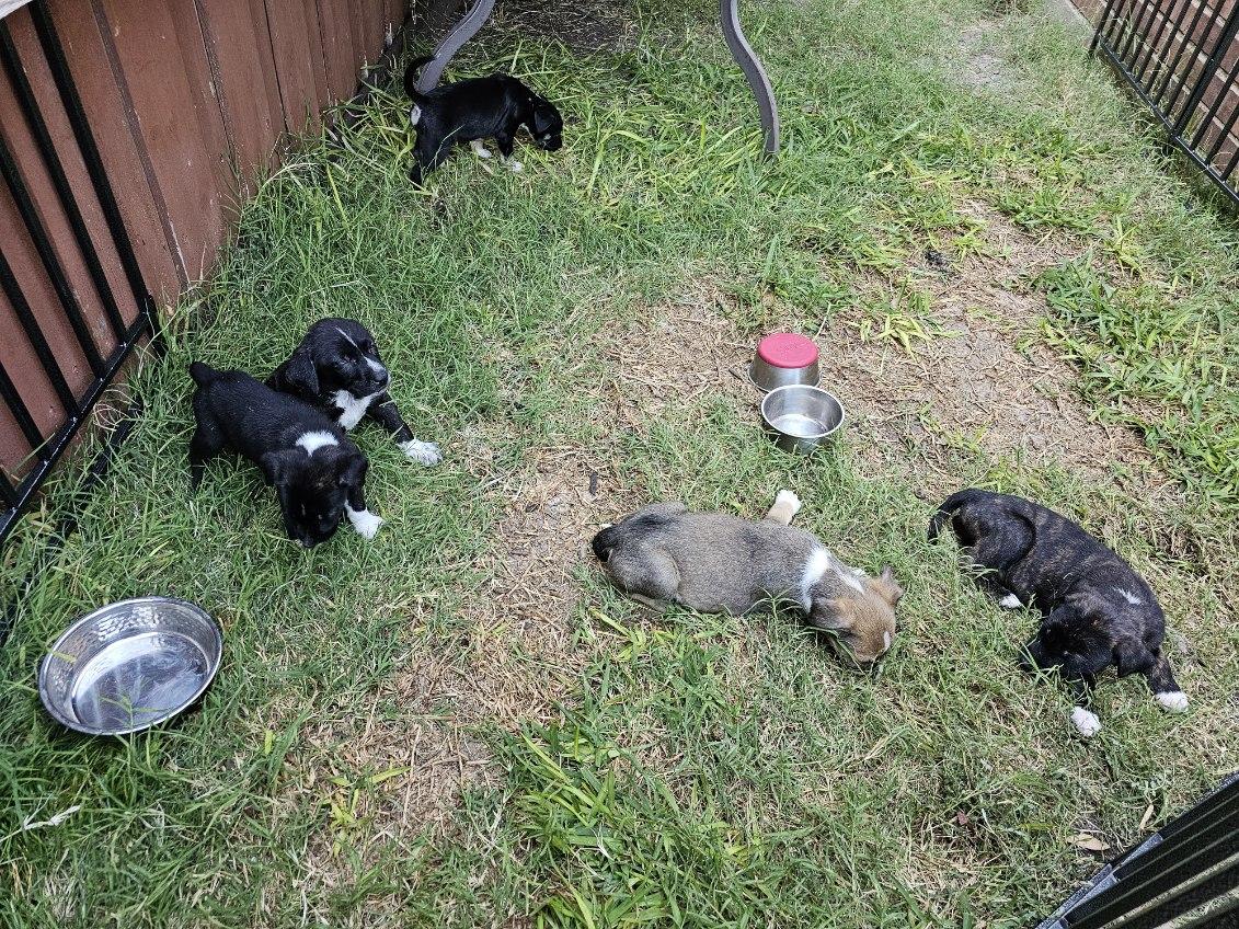 Stew — thumbnail 2