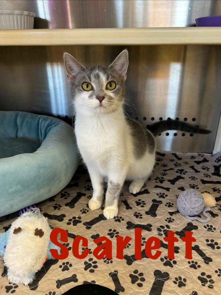 Scarlett, Adoptable, Kitten Female Domestic Short Hair.