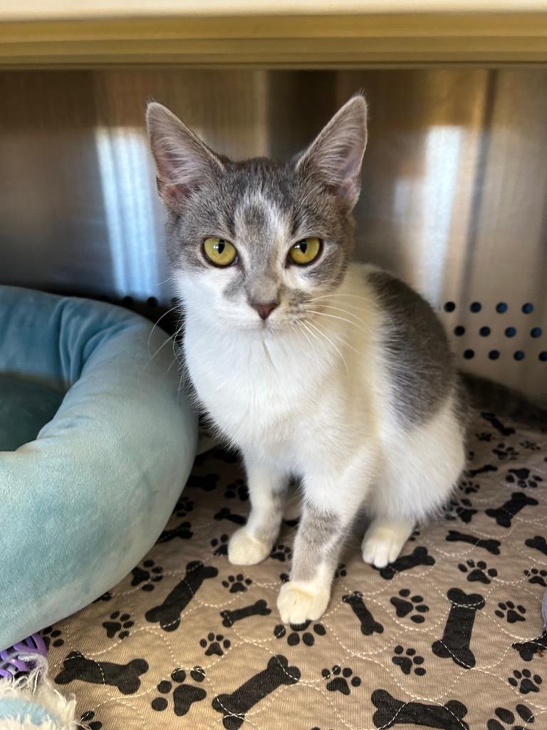 Scarlett, a Adoptable mixed breed in West Union, OH image 2/2