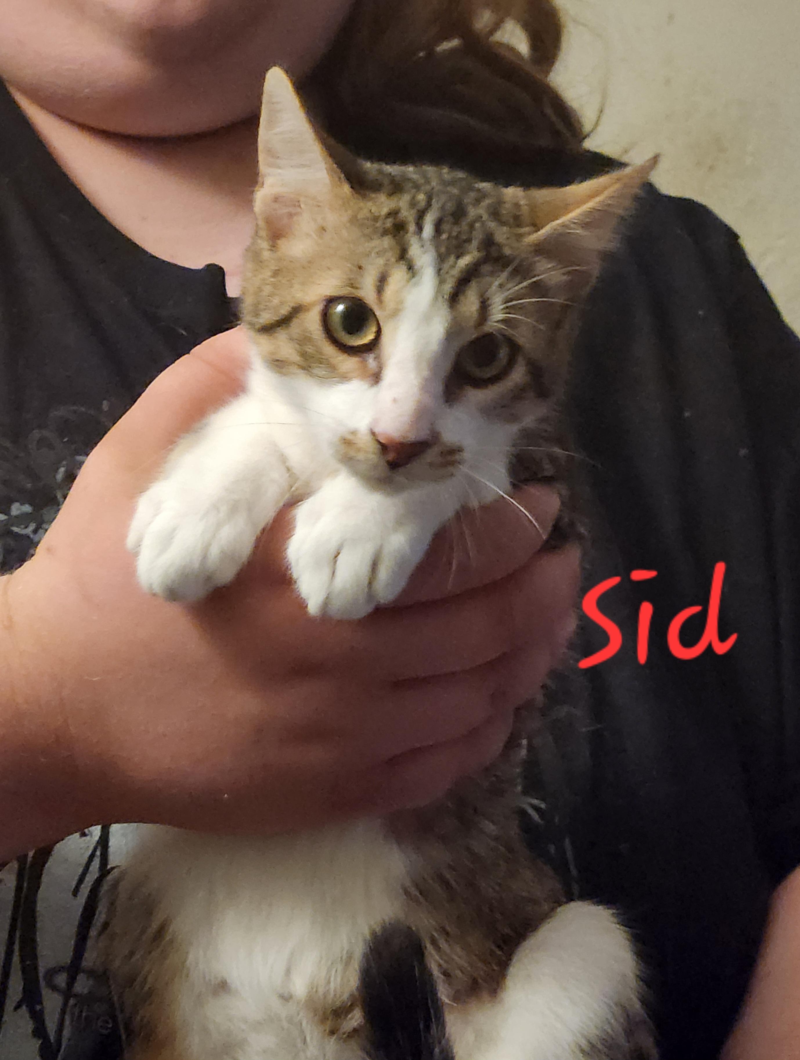Sid, ADOPTABLE, Young Male Domestic Short Hair.