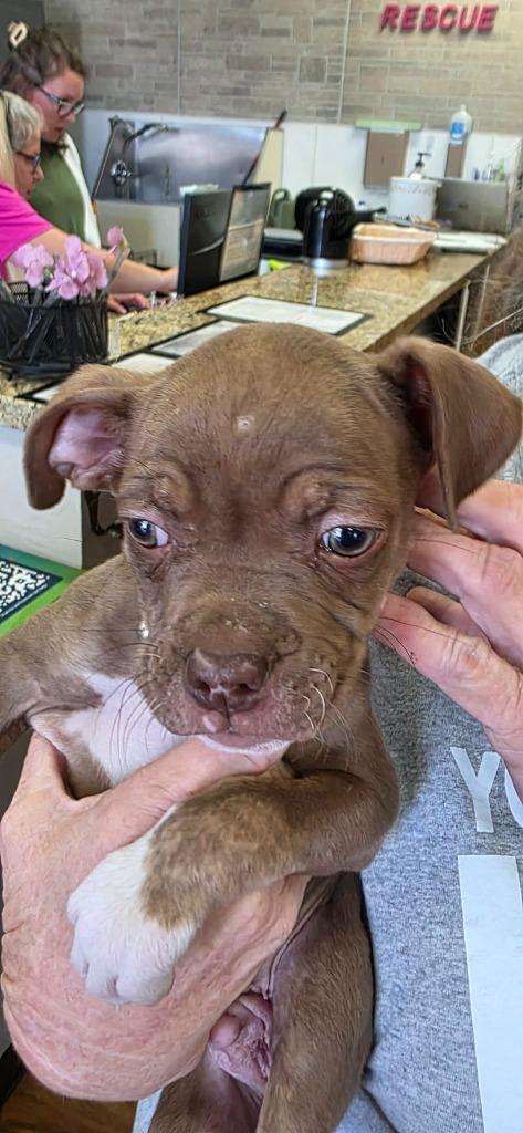 Enlarge Benny, a Adoptable Mixed Breed in Mesa, AZ image 1/2