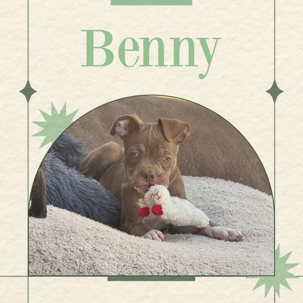 Enlarge Benny, a Adoptable Mixed Breed in Mesa, AZ image 2/2