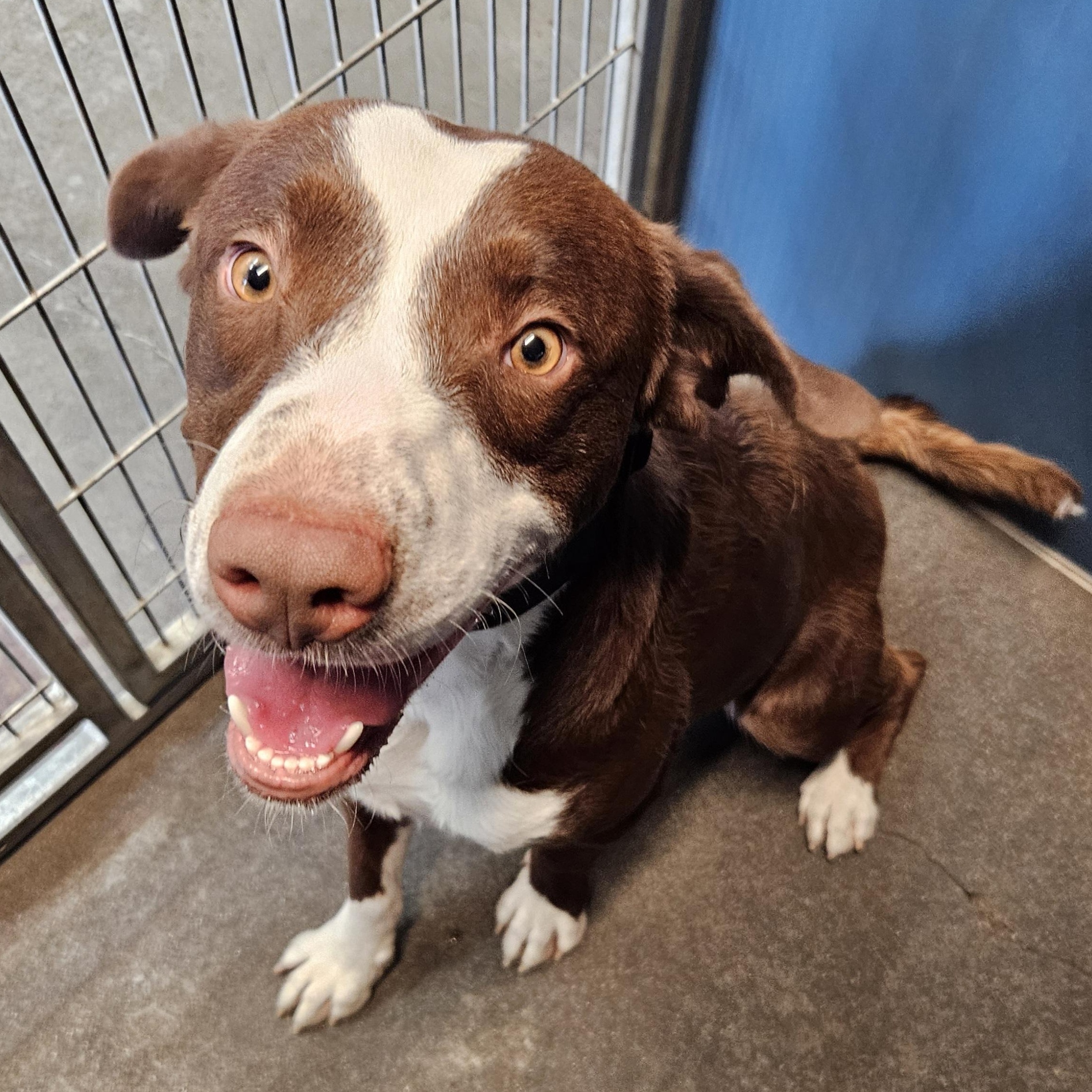 Bastian, Adoptable, Adult Male Cattle Dog.