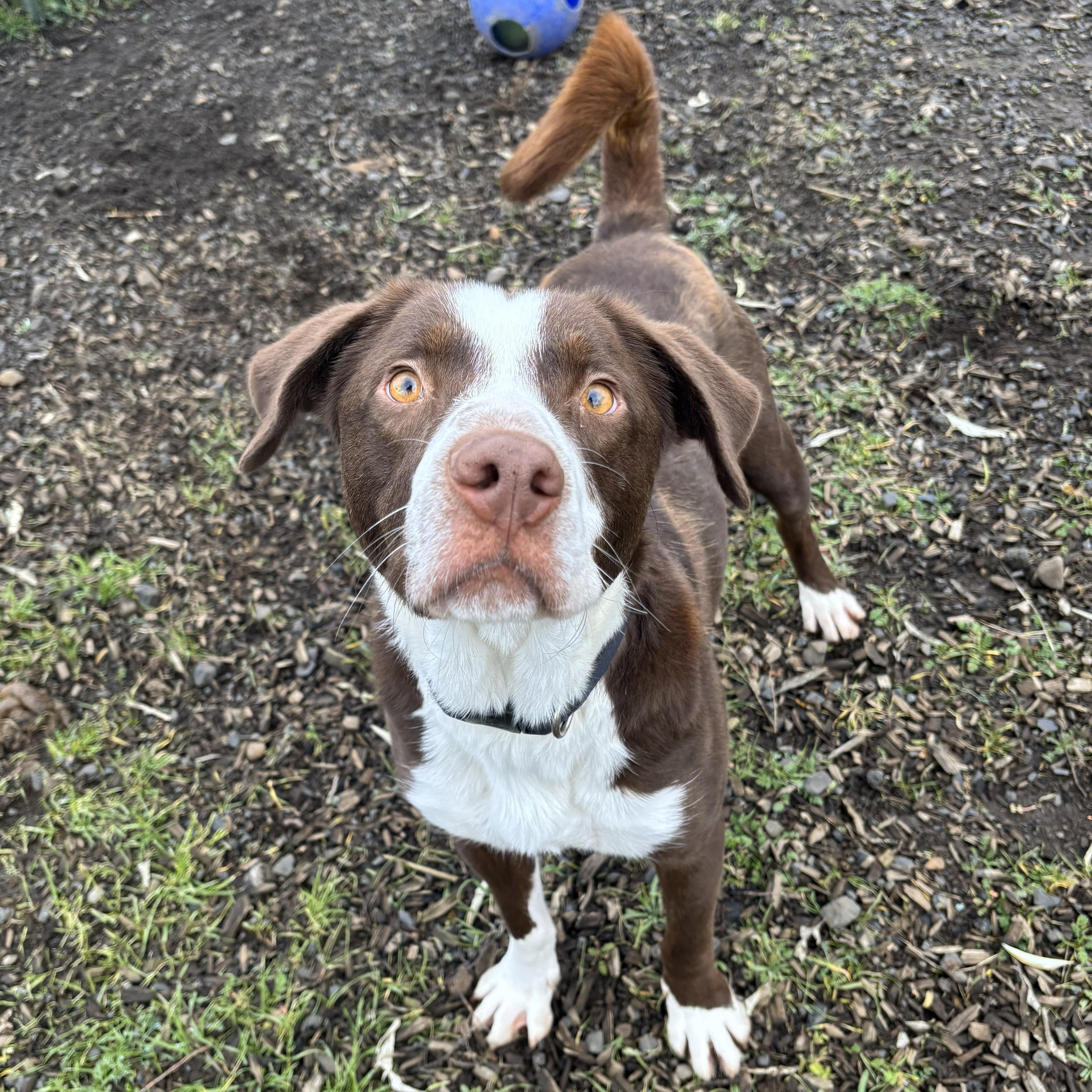 Enlarge Bastian, a Adoptable mixed breed in The Dalles, OR image 4/4