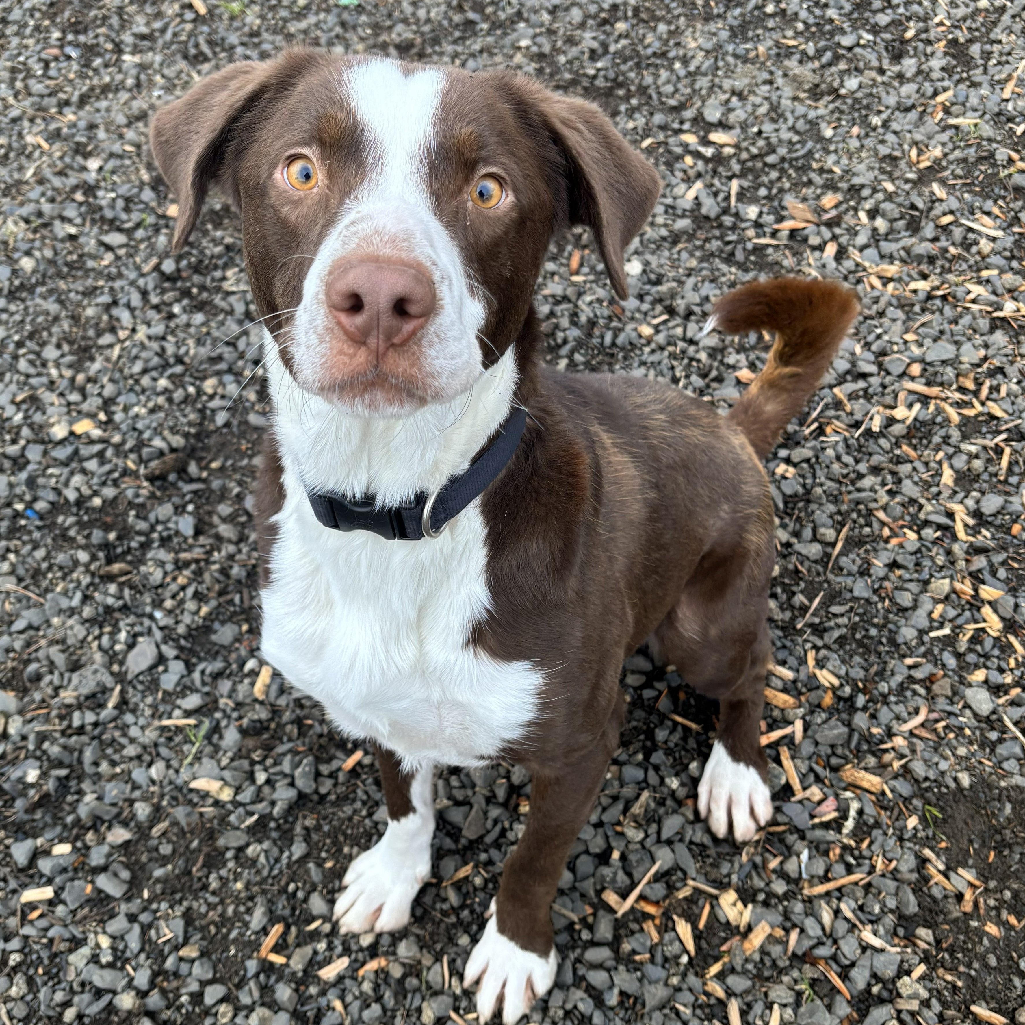 Enlarge Bastian, a Adoptable mixed breed in The Dalles, OR image 1/4