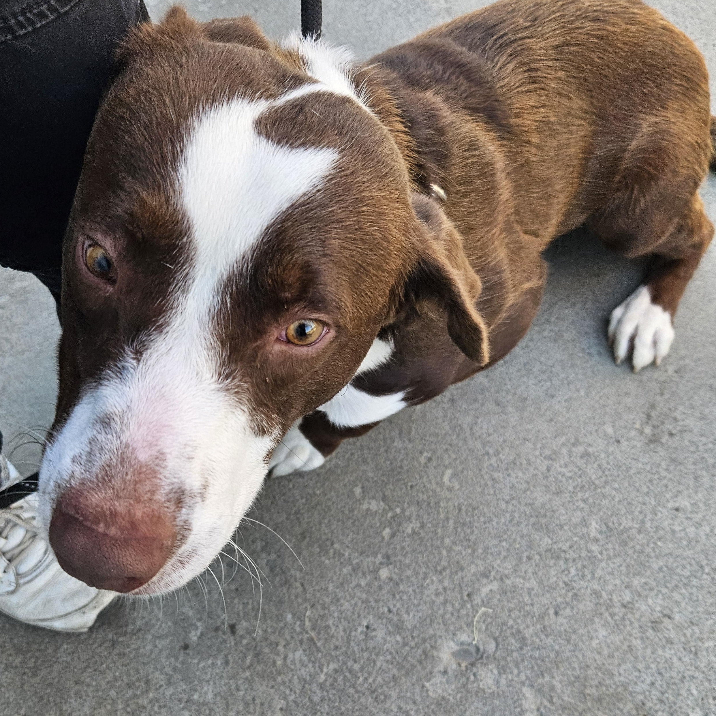 Bastian, an adoptable Cattle Dog in The Dalles, OR, 97058 | Photo Image 2