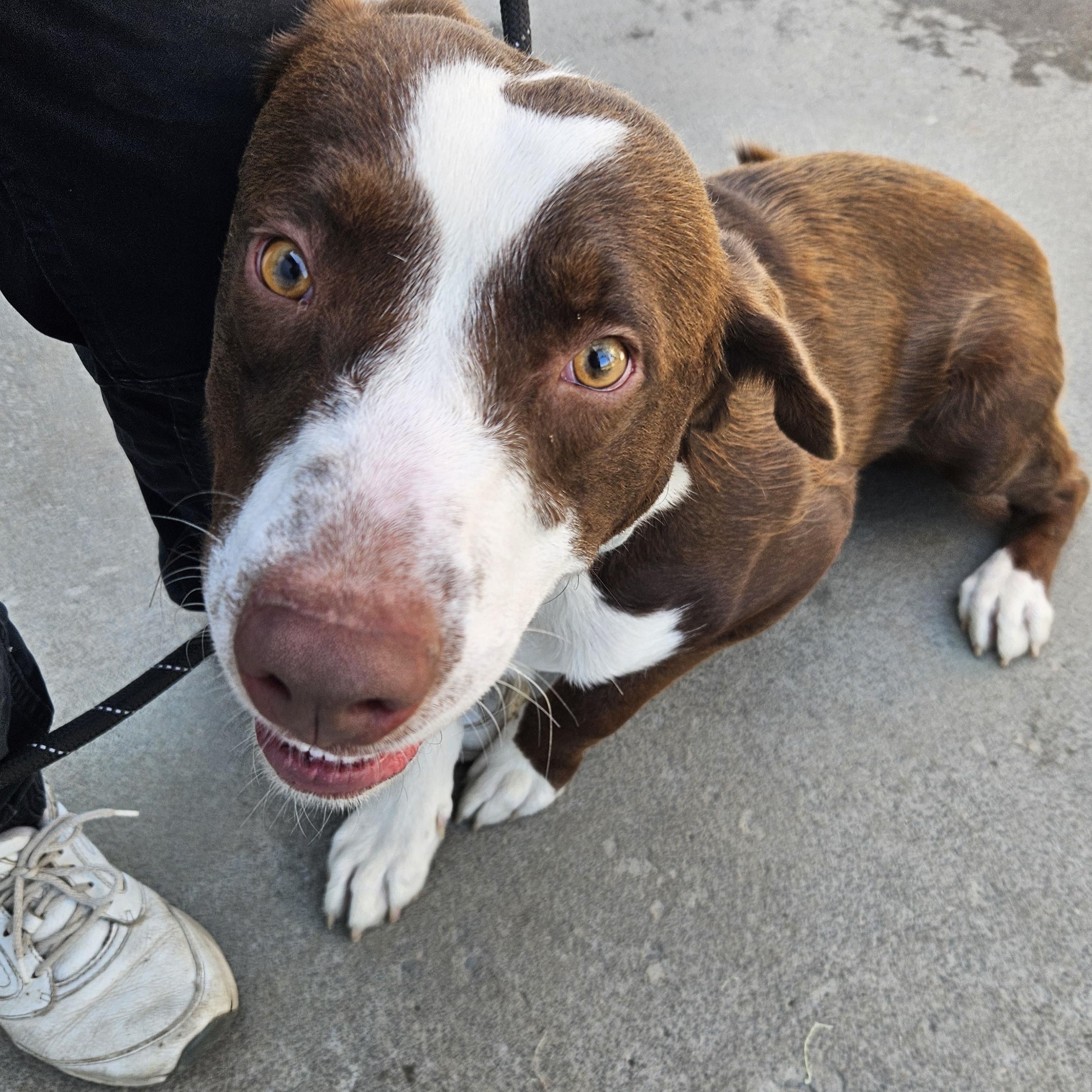 Bastian, a Adoptable mixed breed in The Dalles, OR image 3/3