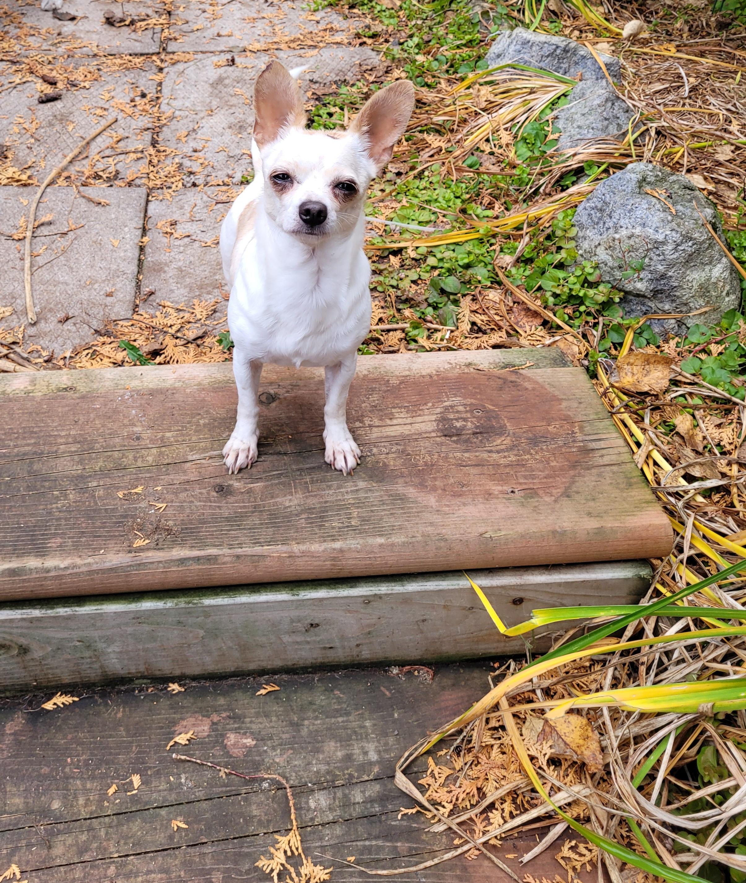 Rosie (VELCRO GIRL), Adopted, Adult Female Chihuahua.
