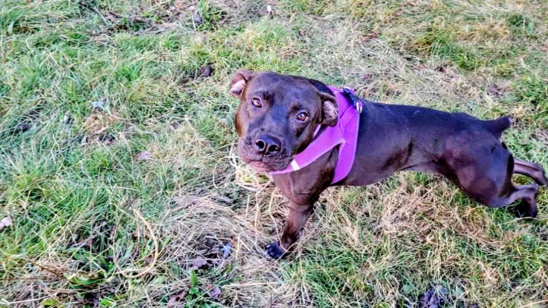 Enlarge Jelly Belly (aka Mocha), a Adoptable mixed breed in Shirley, NY image 3/5