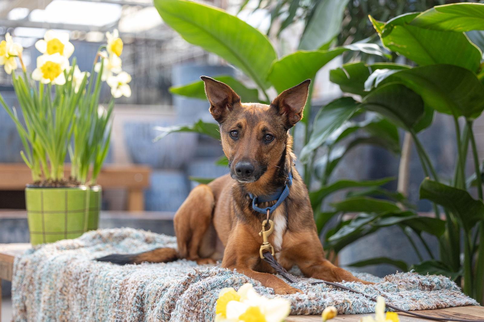 Enlarge Tulane, a Adoptable mixed breed in Brooklyn Center, MN image 1/3