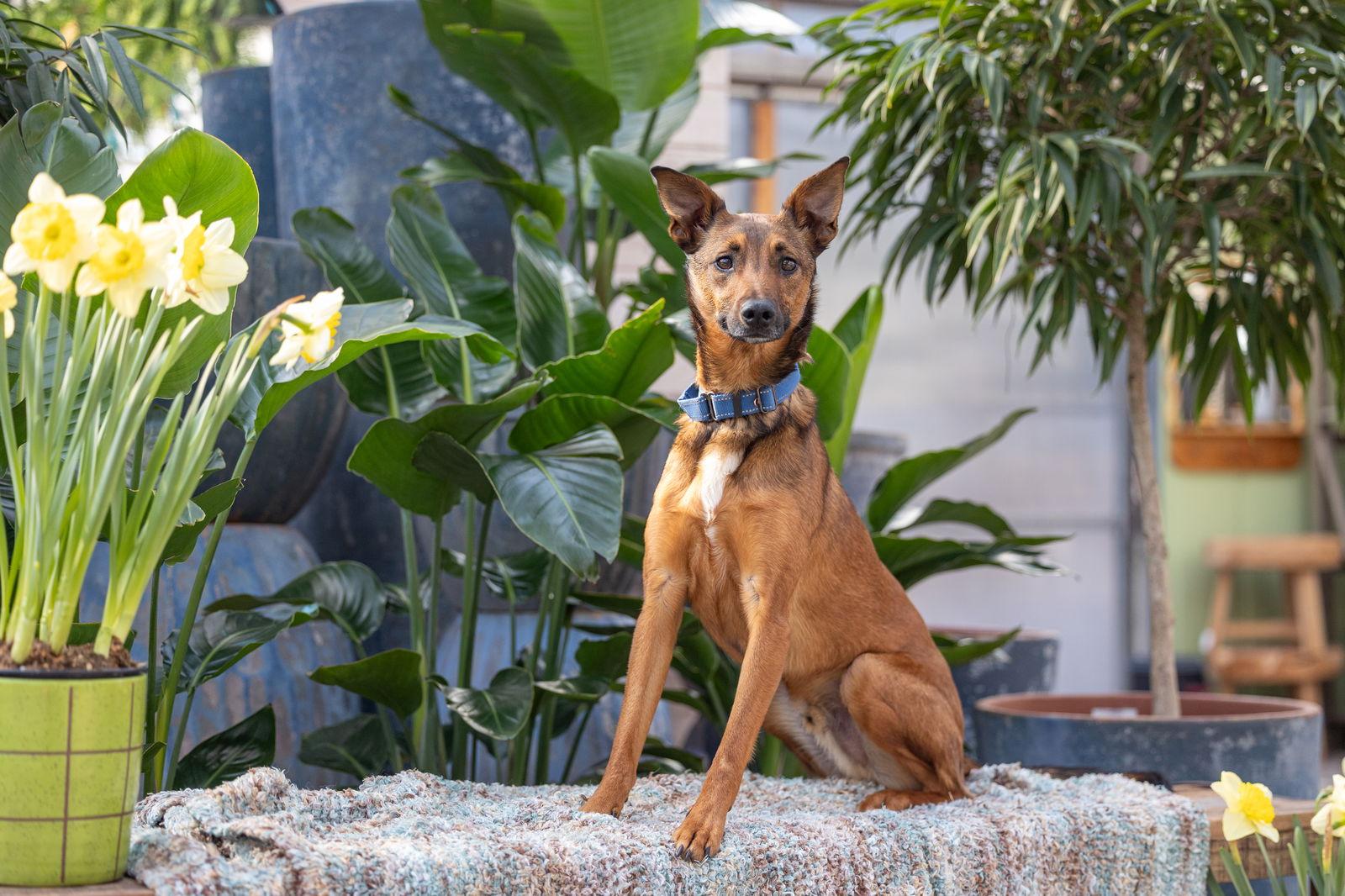 Enlarge Tulane, a Adoptable mixed breed in Brooklyn Center, MN image 2/3