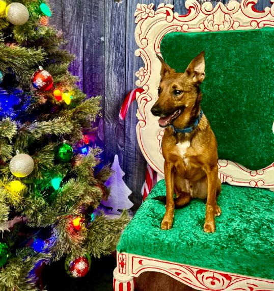 Enlarge Tulane, a Adoptable mixed breed in Brooklyn Center, MN image 3/3