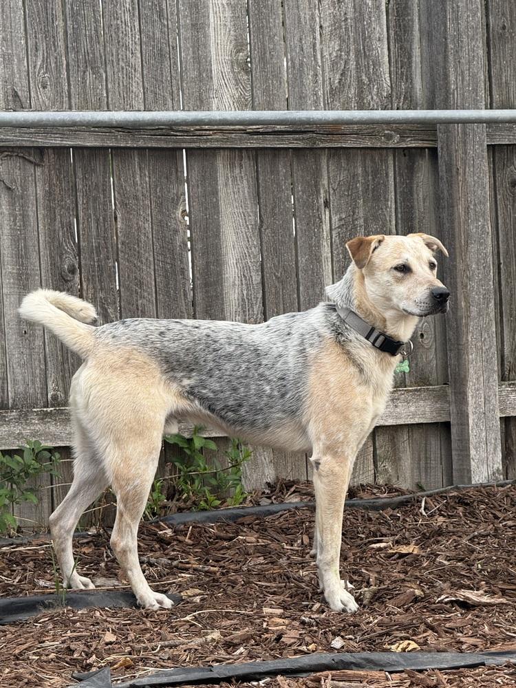 ARTHUR, Adoptable, Adult Male Shepherd.