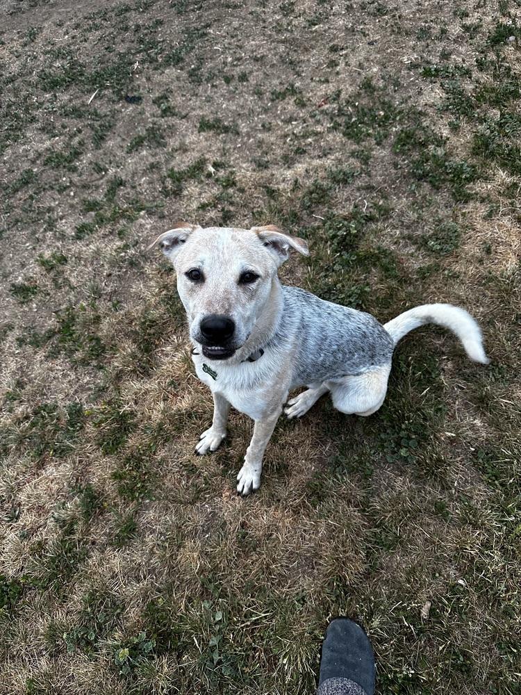 Enlarge ARTHUR, a Adoptable mixed breed in Broomfield, CO image 2/2