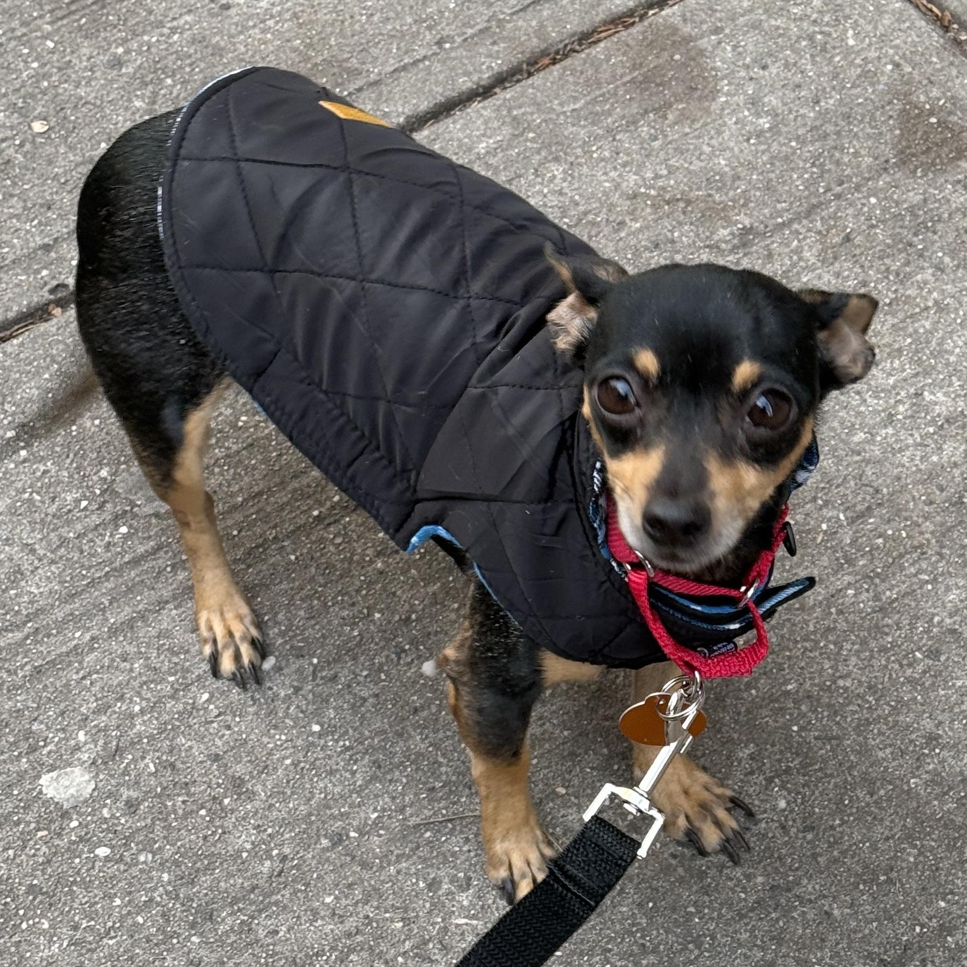 Kelly, Adoptable, Adult Female Chihuahua.