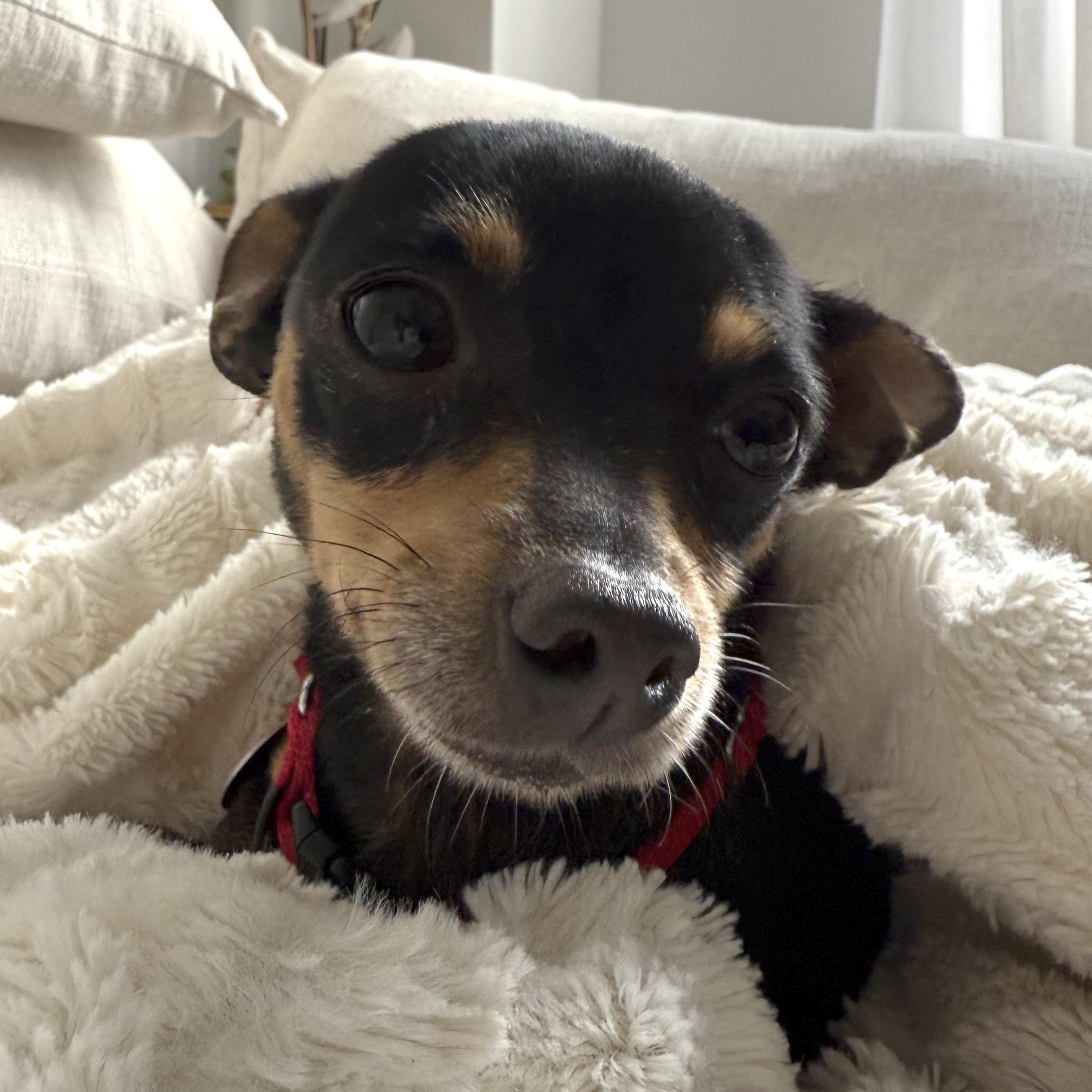 Enlarge Kelly, a Adoptable mixed breed in Brooklyn, NY image 3/5