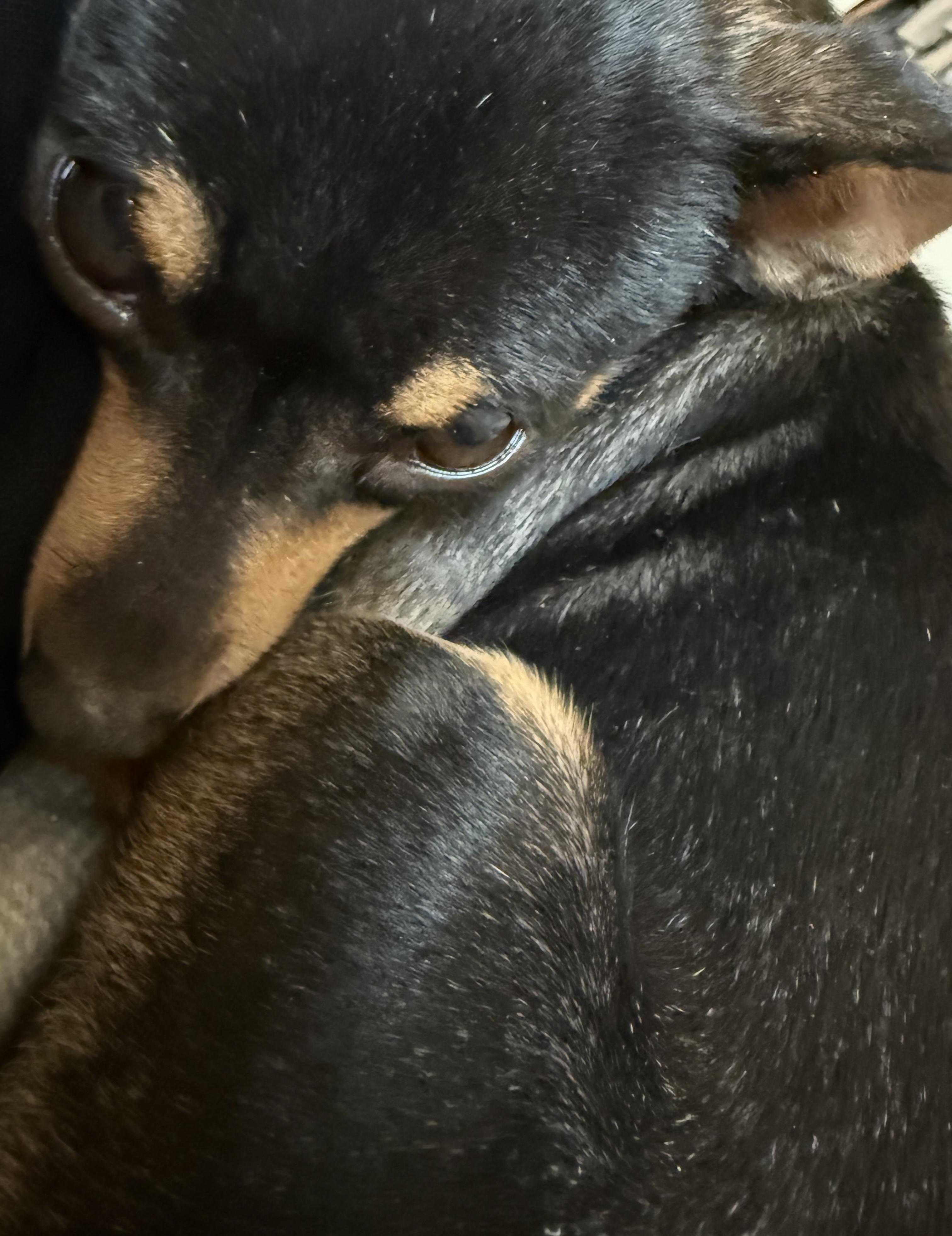 Enlarge Kelly, a Adoptable mixed breed in Brooklyn, NY image 4/5