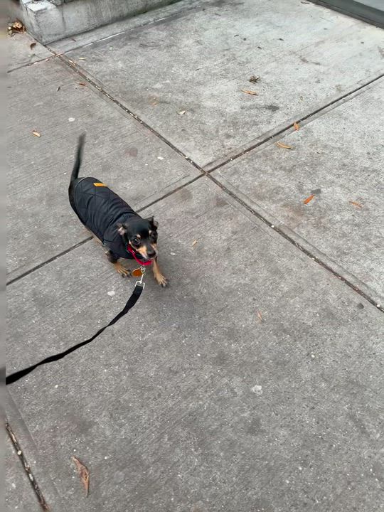 Enlarge Kelly, a Adoptable mixed breed in Brooklyn, NY video 5/5