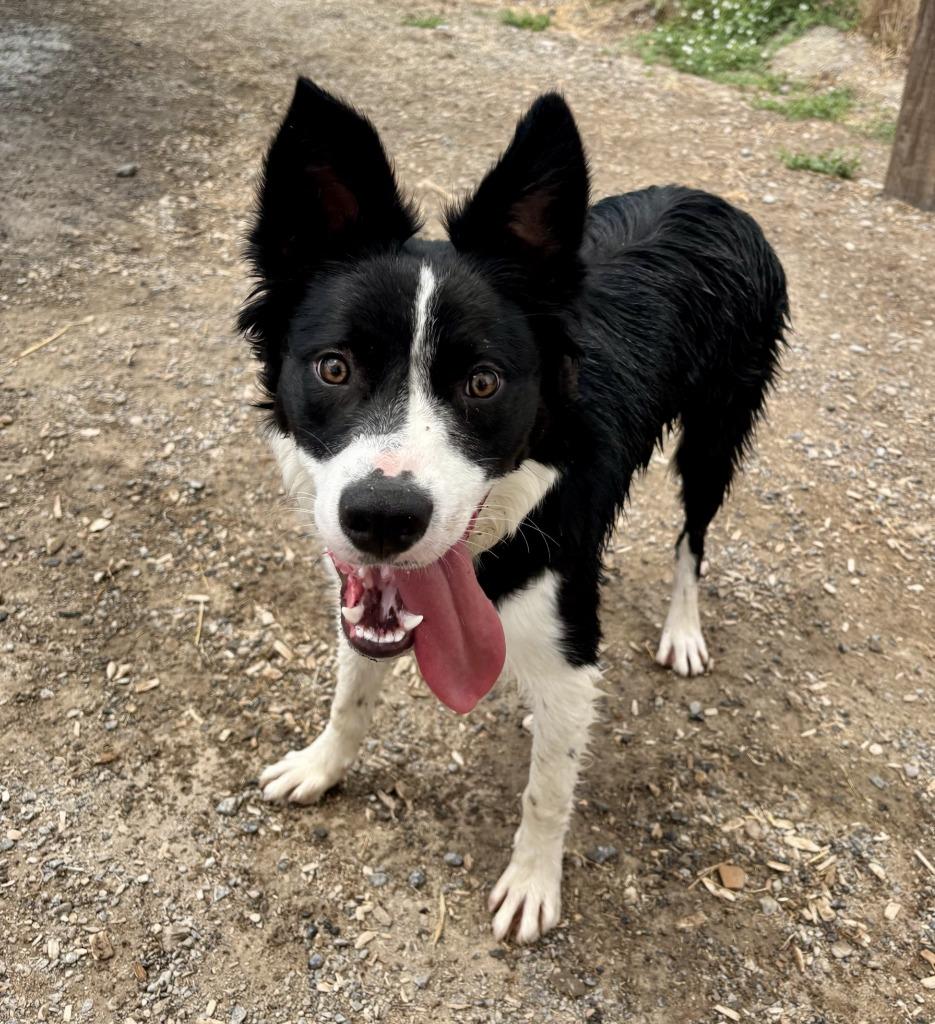 Koda, Adoptable, Puppy Male Border Collie.