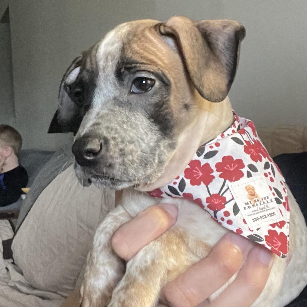 Enlarge Salsa, a Adoptable mixed breed in Avon, OH image 2/6