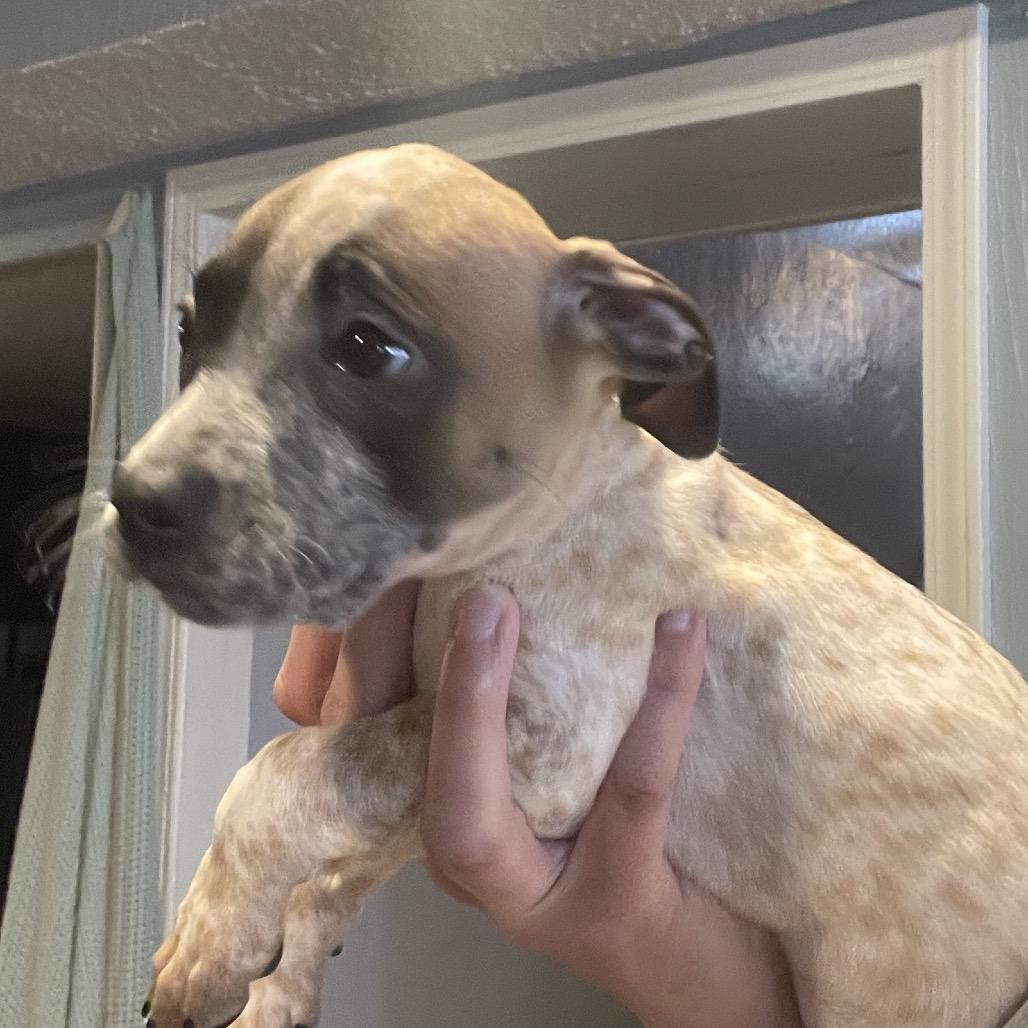 Enlarge Salsa, a Adoptable mixed breed in Avon, OH image 2/6