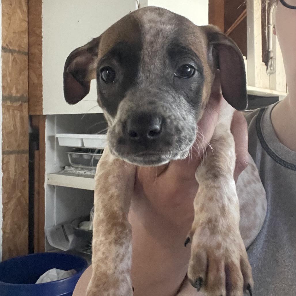 Enlarge Salsa, a Adoptable mixed breed in Avon, OH image 3/6