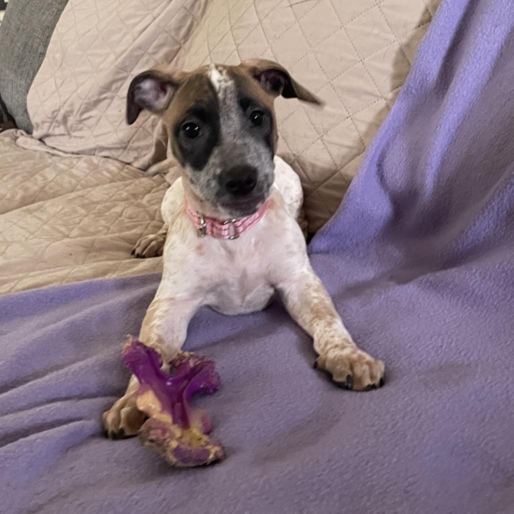 Salsa, Adoptable, Puppy Female Pit Bull Terrier & Chihuahua.