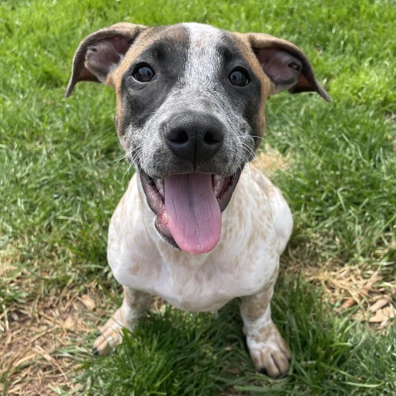 Salsa, Adoptable, Puppy Female Pit Bull Terrier & Chihuahua.